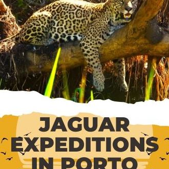 Embark on an Exciting Jaguar Safari with Silva Tour Pantanal Today