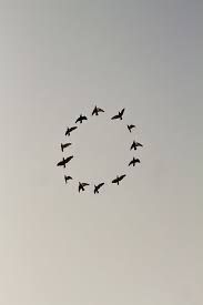 Bird in Circle